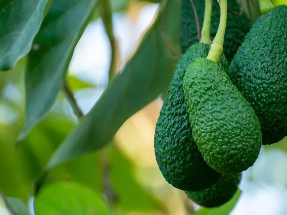 EBRC Avocados