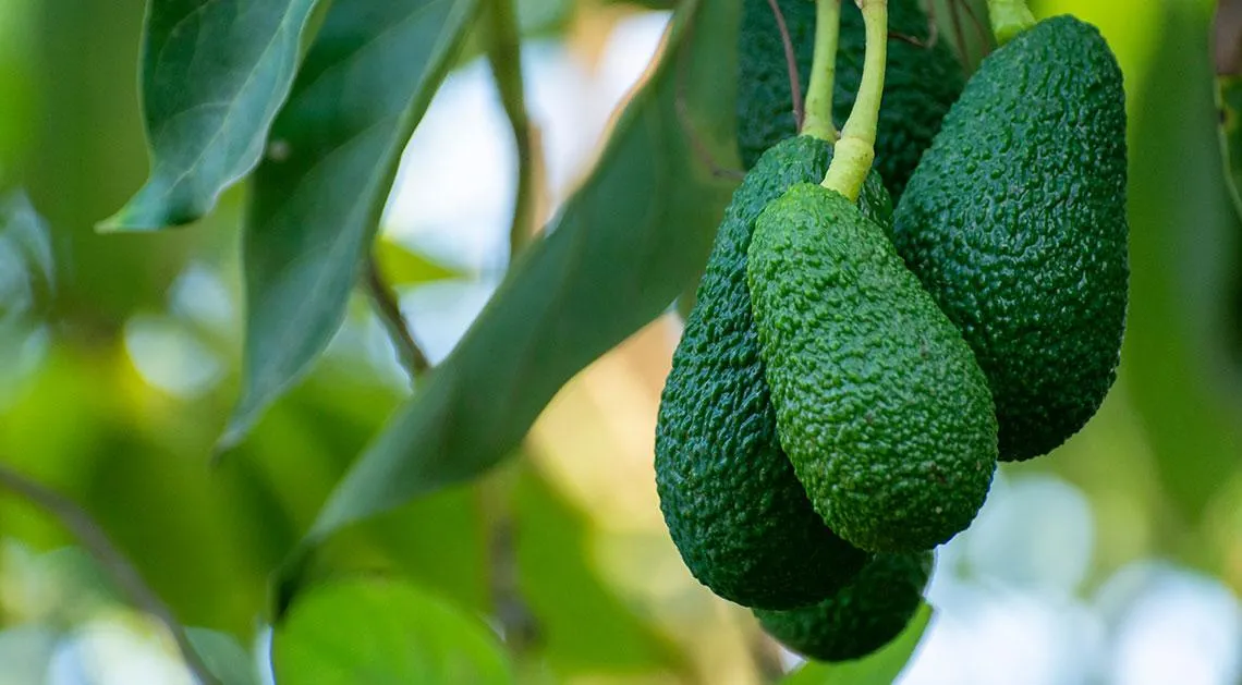 EBRC Avocados